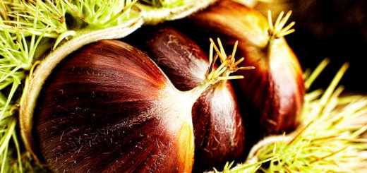 Die Esskastanie (Maroni)