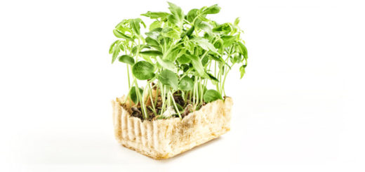 Sprossen einfach selber ziehen