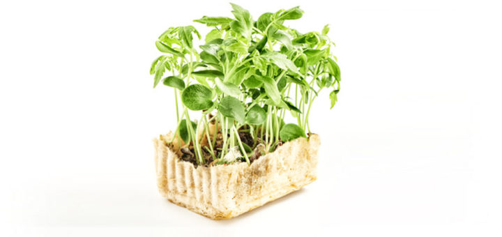 Sprossen einfach selber ziehen