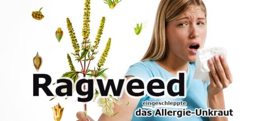 Ragweed Ratgeber - was tun gegen den eingeschleppten Allergieauslöser?