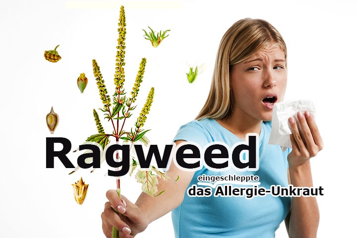 Ragweed Ratgeber - was tun gegen den eingeschleppten Allergieauslöser?