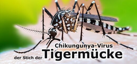 Der Stich der Tigermücke – Tropenkrankheit Chikungunya auf dem Vormarsch