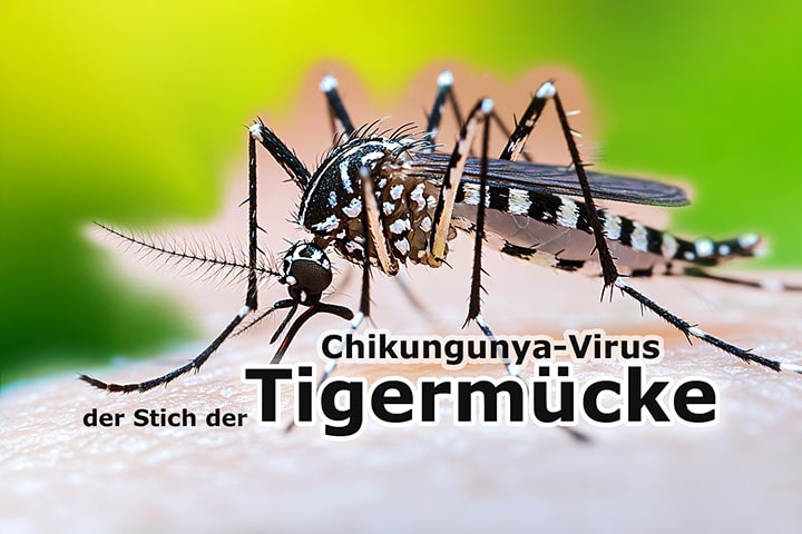 Der Stich der Tigermücke – Tropenkrankheit Chikungunya auf dem Vormarsch